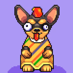 Chihuahua #492