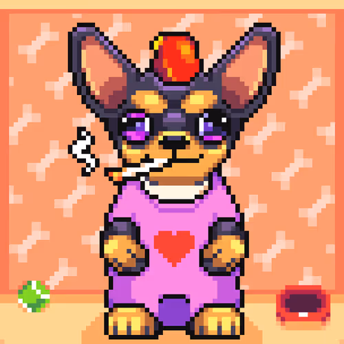 Chihuahua 11