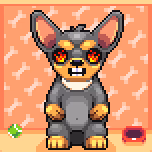 Chihuahua 11