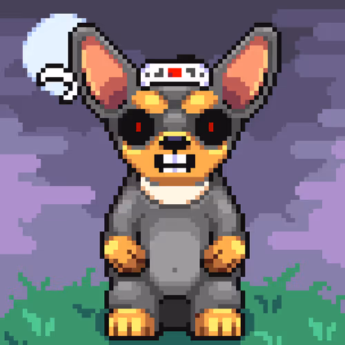 Chihuahua 11