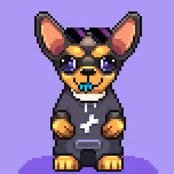 Chihuahua #63
