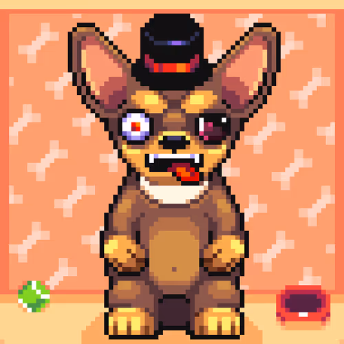 Chihuahua 11