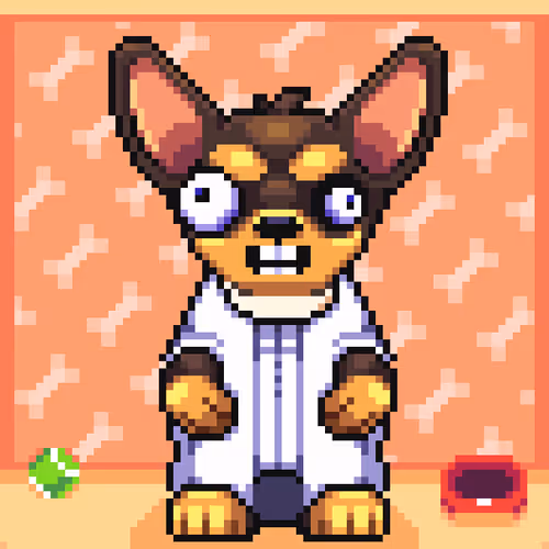 Chihuahua 11