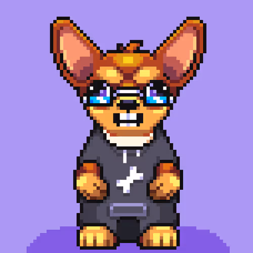 Chihuahua 11