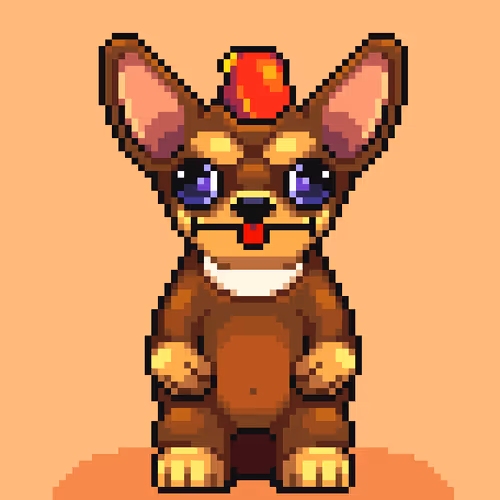 Chihuahua 11