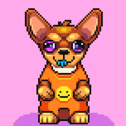 Chihuahua #469