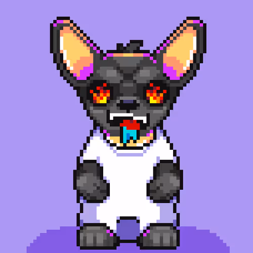 Chihuahua 11