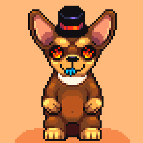 Chihuahua 11