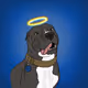 Angel_Doggos_Customs