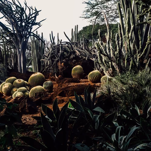 SUCCULENT V4