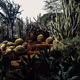 SUCCULENT V4