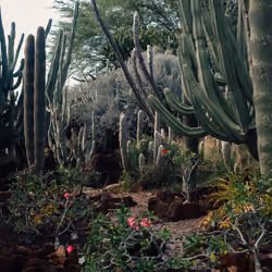 Cactus Four