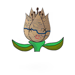 Tulipa ornatus