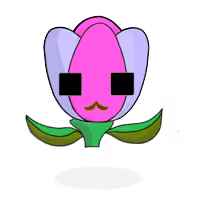 Tulipa dichroma