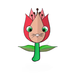 Tulipa ornatus