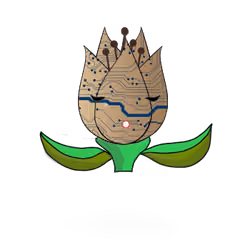 Tulipa ornatus circuitous