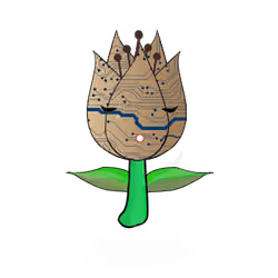 Tulipa ornatus circuitous