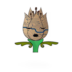Tulipa ornatus