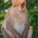 Wildlife - tLxhmgIHxK