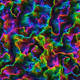 Neural Flow