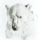 bear #4496