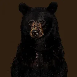 bear #71