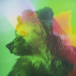 bear #3780