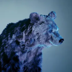 bear #4614