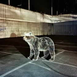 bear #745