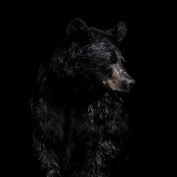 bear #561