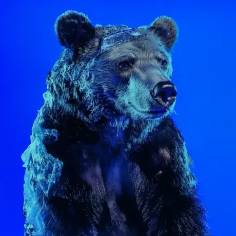 bear #1093