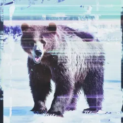 bear #3342
