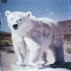 bear #2866