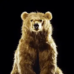 bear #2198