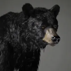 bear #4046