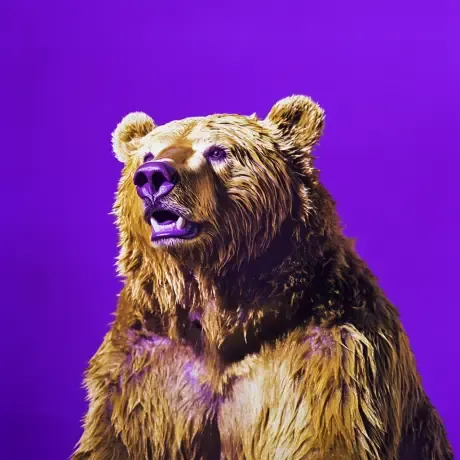 bear #3763
