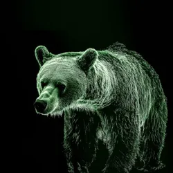 bear #768