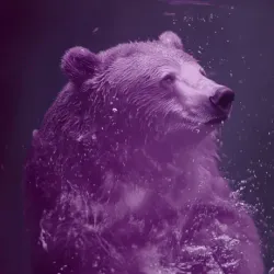 bear #2370