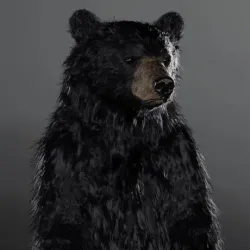 bear #97