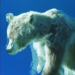 bear #4650