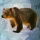 bear #2878