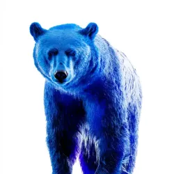 bear #4087