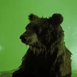 bear #4489