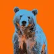 bear #1106