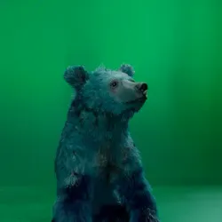 bear #3172