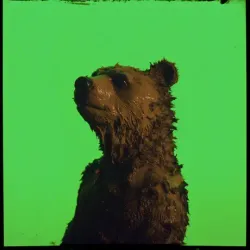 bear #4023