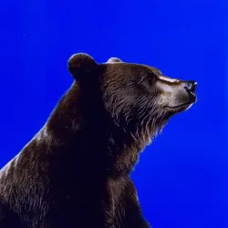 bear #3256