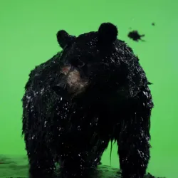 bear #7