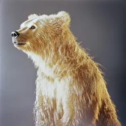 bear #4254