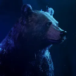 bear #829